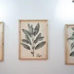 Elsa D\'Ortigia
